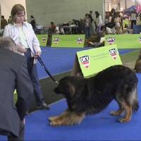 Salzburg Clubschau Mai 06 251 